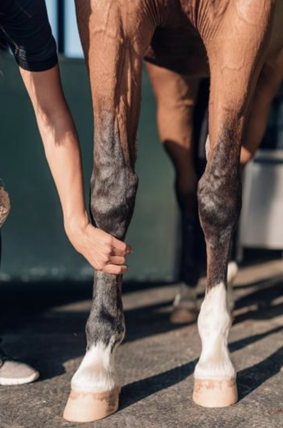 lymphangite cheval